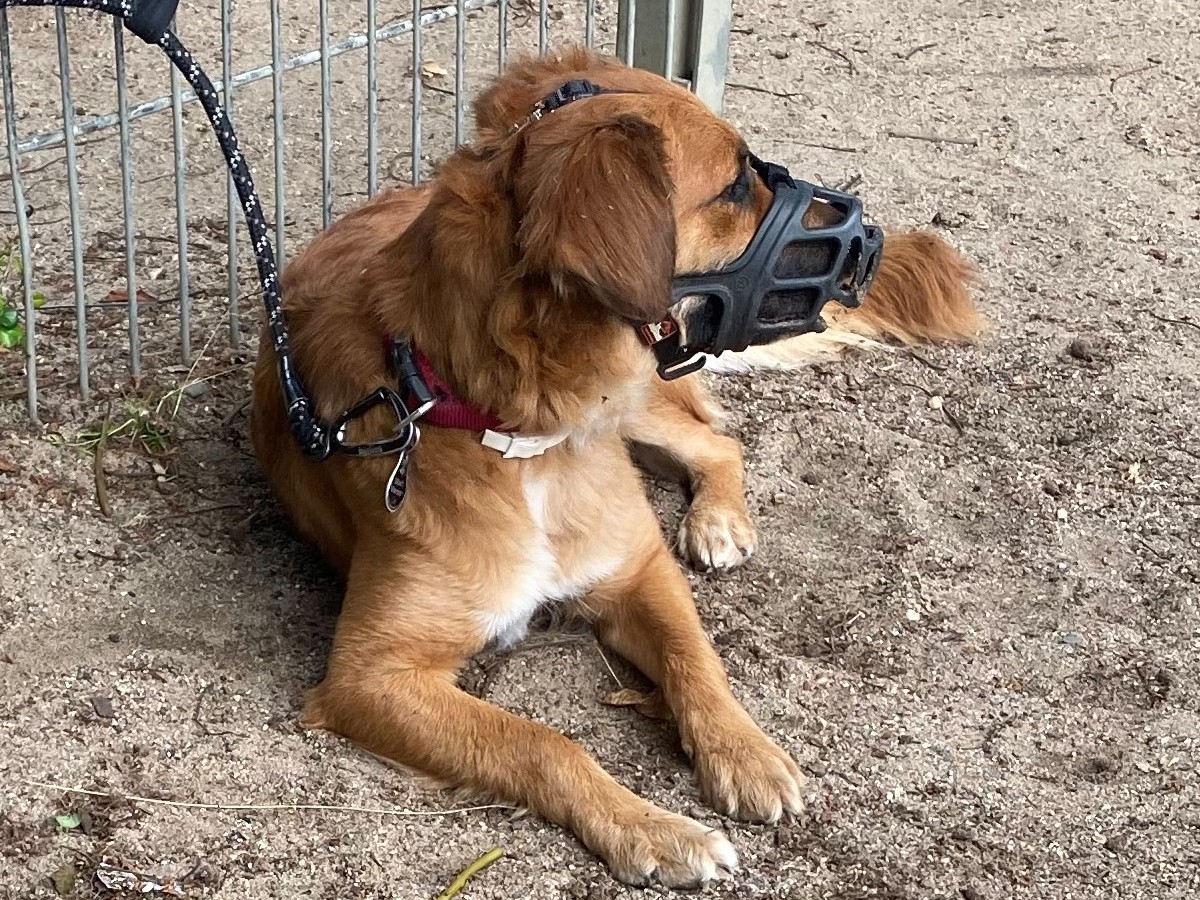 Collie-Labrador.jpg